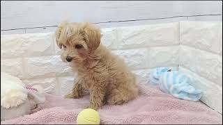 ハーフ犬の動画01