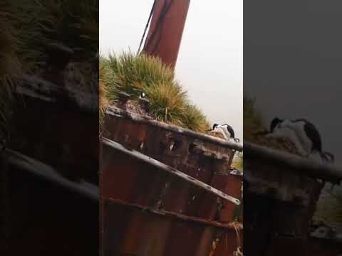 #wreck #relitto #georgiadelsud #nave #shorts #short #antartide #antartica #polosud #mare