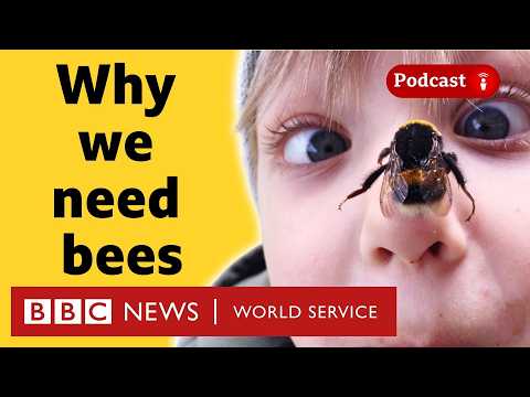 Wild bees are in trouble (and we could be too) - What in the World podcast, BBC World Service