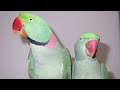 Amazing Cute Parrot Bolne Wale Toty Talking Parrot Viral Parrot Pakistan
