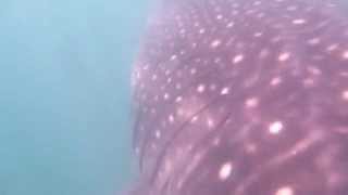 preview picture of video 'WhaleSharks Donsol 2011'