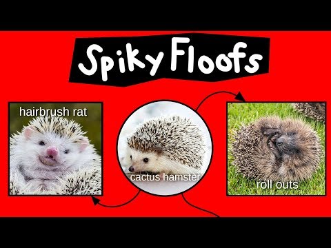 Spiky Floofs, Cactus Hamsters & Heb Hobs—Internet Names for Hedgehogs