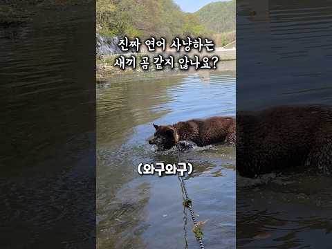 혼자 있게 된 시골 똥개랑 물놀이 하기