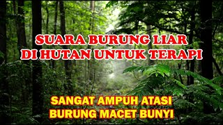 Download lagu suara burung di alam liar dan suara hutan untuk terapi burung stres macet bunyi mp3 Download lagu suara burung di alam liar dan suara hutan untuk terapi burung stres macet bunyi mp3