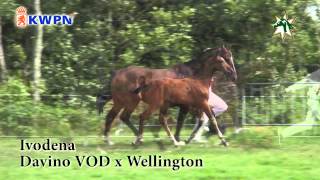 Video of Ivodena