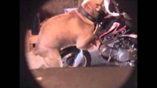 preview picture of video 'Dog rides motorcycle AMAZING'