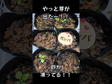 クリスマスローズを再び咲かせるにはどうすればいいですか？私たちのシンプルなアドバイス！  庭園