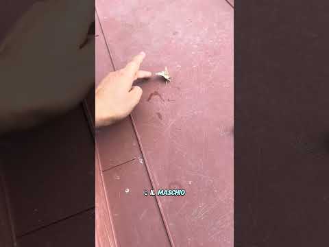 Le falene dei BACHI DA SETA e il loro ACCOPPIAMENTO🦋