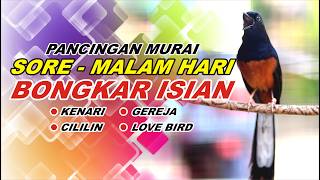 Download lagu 🔴 LIVE 12 - PANCINGAN MURAI BATU PAGI HARI FULL ISIAN TEMBAKAN, BIKIN MURAI EMOSI BONGKAR ISIAN mp3