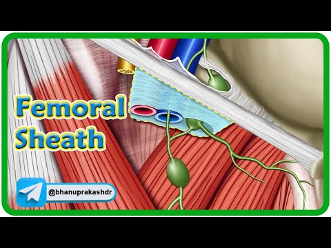 Femoral sheath Anatomy Animation : USMLE Step 1 Review