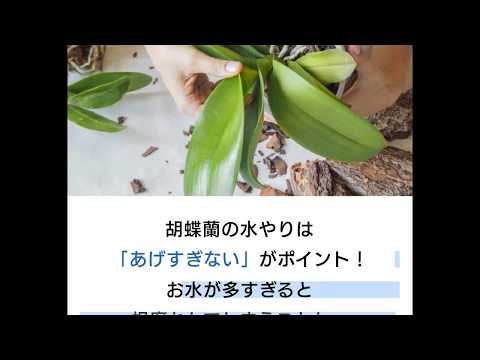 蘭に最適な水やり方法を知っていますか?溺れないようにする方法は次のとおりです！  庭園