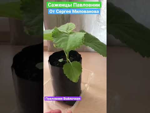 Саженцы Павловнии. Весна 2022. Посади Павловнию в 2022 году.