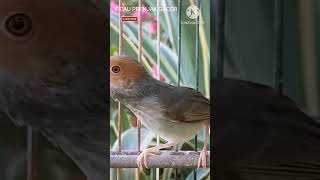 Download lagu MASTERAN PRENJAK BETINA Ngetir Panjang Memanggil PRENJAK JANTAN. Shorts# mp3