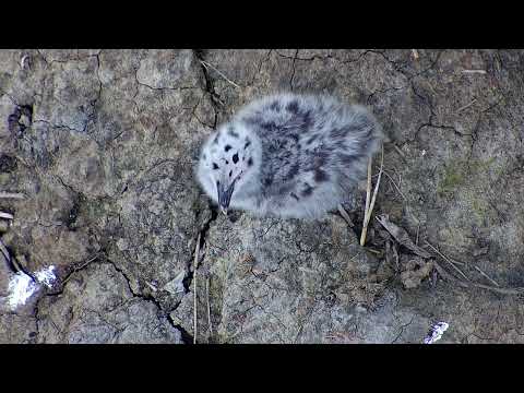 GBBG chick Gordon on the ground in closeup.