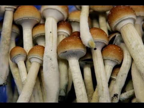 Shroom Thoughts (Psychedelic Benefits)