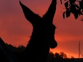 Raw Deer Cozies Up To Hunter Nuzzles Muzzle