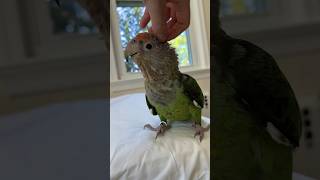 Cuddling parrot � Kody baby Brown-necked parrot #cute #adorable