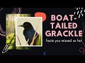 Boat-tailed Grackle facts