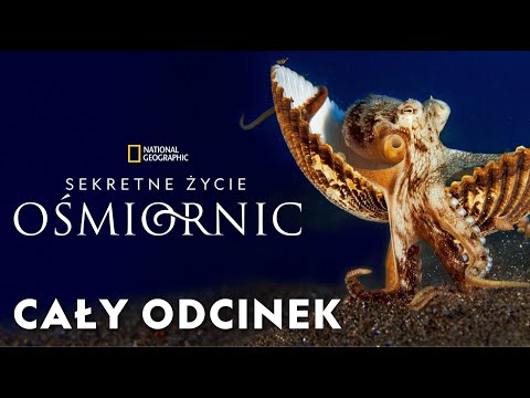 Sekretne życie ośmiornic [CAŁY ODCINEK]
