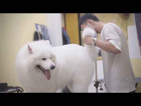 Dog grooming : how much have samoyed dog changed challenge