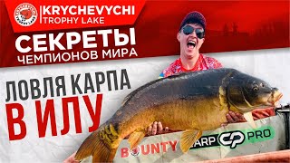 Ловля карпа на рапсодия