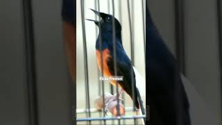 Download lagu Tembakan murai batu isian cililin mix cungkok mp3