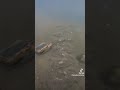 Video Thumbnail for Pike fishing/Catch and release #Short #pikefishing #shorts #riverfishing