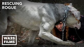 Hope For Starving Dog Chained To Bridge Happy To Be Rescued: Ep 25 Rescuing Rogue w Detroit Pit Crew