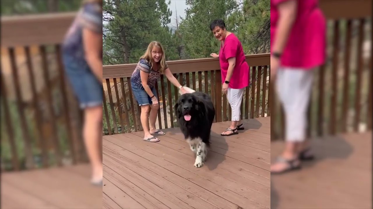 Newfoundland dog breed - Top 14 facts