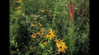 Video: Restoring Grasslands