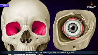 Orbit Anatomy Animation: Borders, Relations and Contents: MBBS 1st year