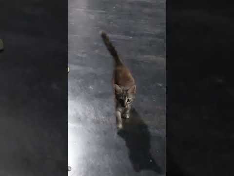 La mascota de la casa Angorita #venezuela #Trujillo ##Bolívar