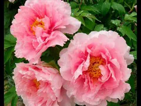 Kokin gumi - Flowers