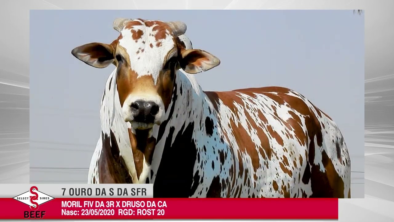 Vídeo 7 OURO DA S DA SFR