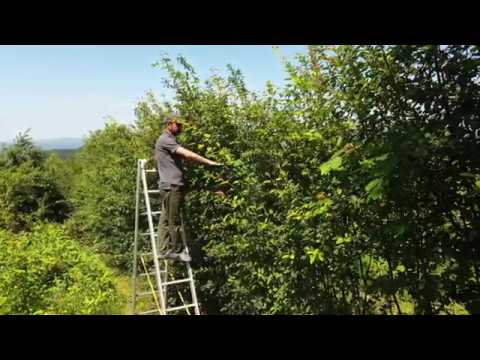 Pomul de stafide - la cules cu scara din pomul de stafide