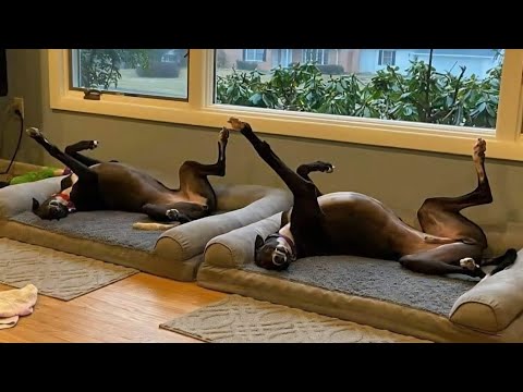 Impossible to Watch Without Laughing! 99 9% Fail 😂 Funny Dog Videos 2025