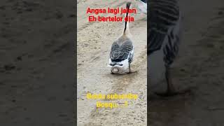 Download lagu angsa /soang bertelur sambil jalan gaes #ducks #ternakbebek #bebek mp3
