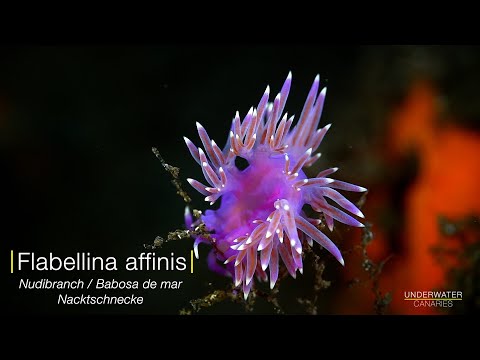 Flabellina affinis