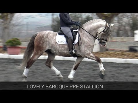 Lovely Baroque Andalusian PRE Stallion 2017 - 1,61 cm (#MP650)