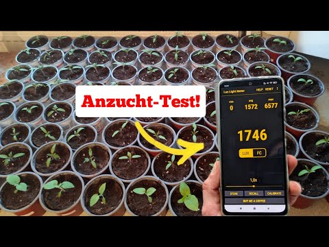 Der häufigste Fehler bei der Jungpflanzen-Anzucht! So erkennst du ihn!