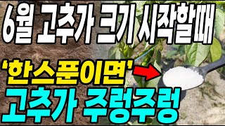 6월 고추가 크기 시작할때 이것 한스푼이면 고추가 주렁주렁! 쉽게 다수확!