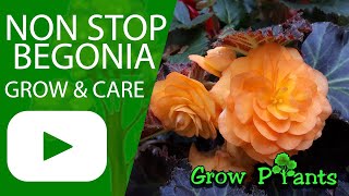Non stop begonia - grow & care (Great also as Houseplant)