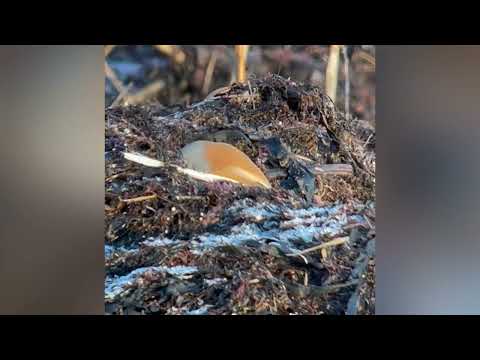 Skäggmes vid Stafsinge strand