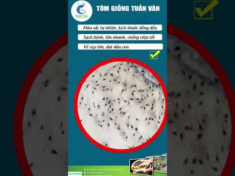 TIÊU CHUẨN CHẤT LƯỢNG TÔM GIỐNG TUẤN VÂN