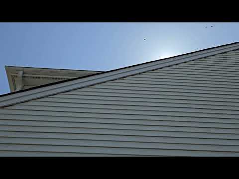 Carpenter Bees Beginning to Bore into Home in Bridgewater, NJ