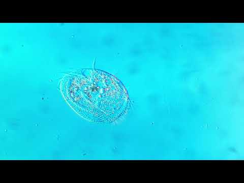 PZO Biolar microscope