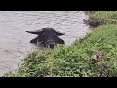 What in the Idiocracy