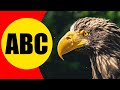 ALPHABET BIRDS For Children Learn ABC With Birds For Kids Preschoolers And Toddlers