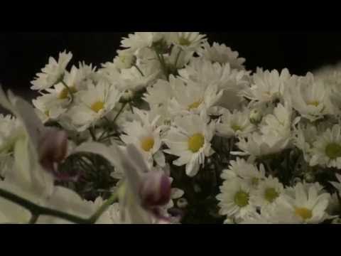 FORTALEZA E CHAMEI LÁ NAS ALTURAS - F. D. J. MESTRE 106 E 107