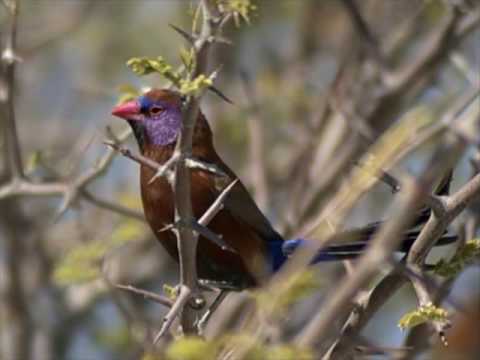 Na trilha dos animais -  Léo Canhoto